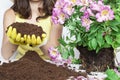 ÃÂ¢eenager girl plants an Alstroemeria flower in a pot at home.